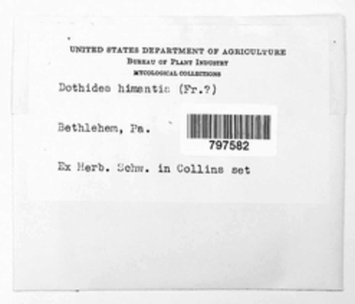 Asterina himantia image